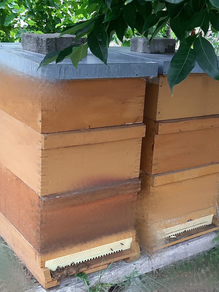 Bienenstock 1 Gimp