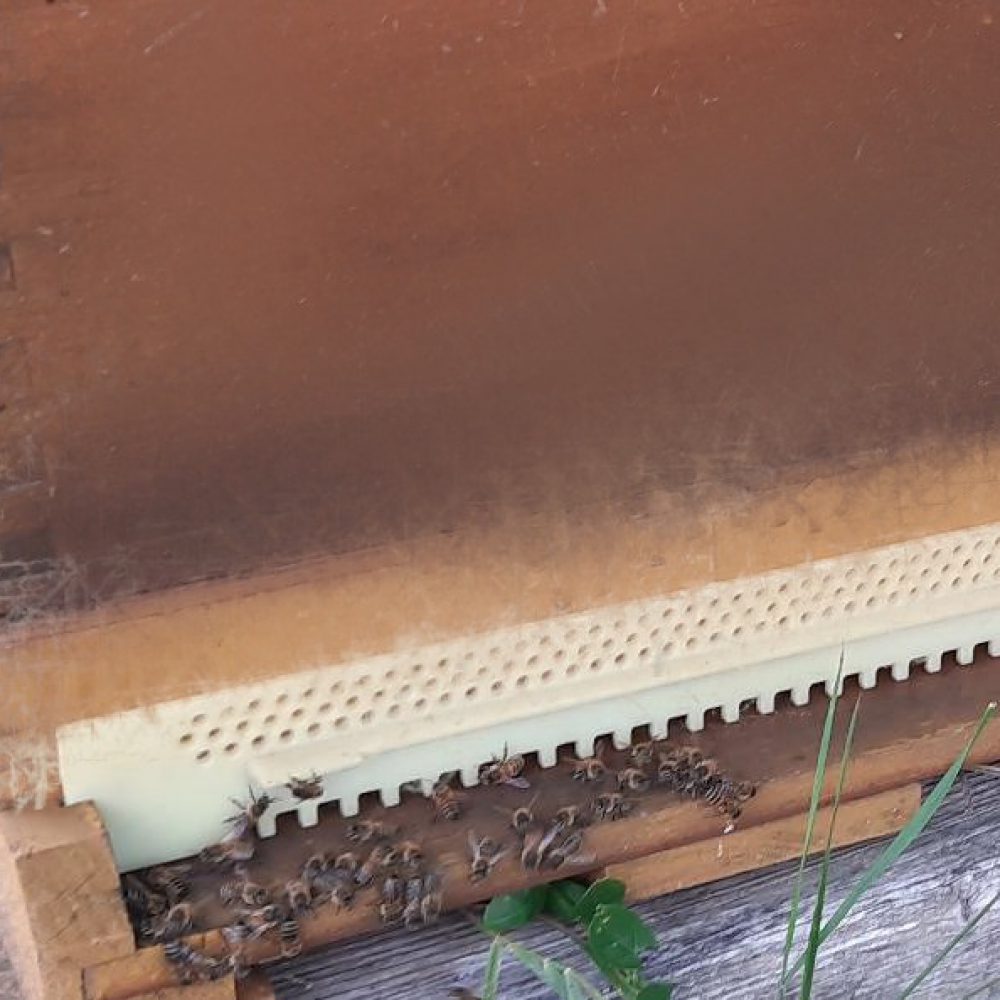 Bienenstock 2 gimp geschnitten