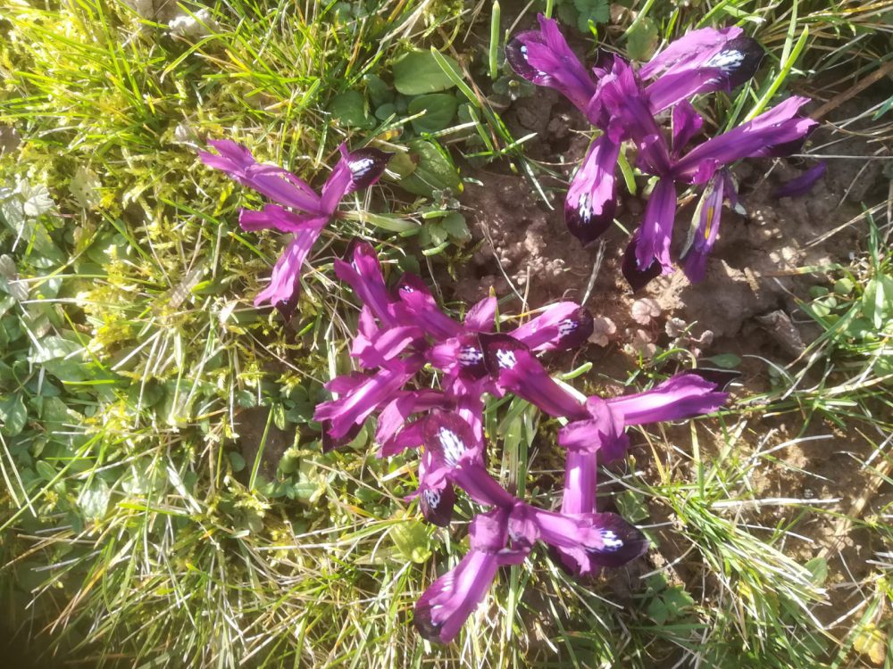 Blumen 1