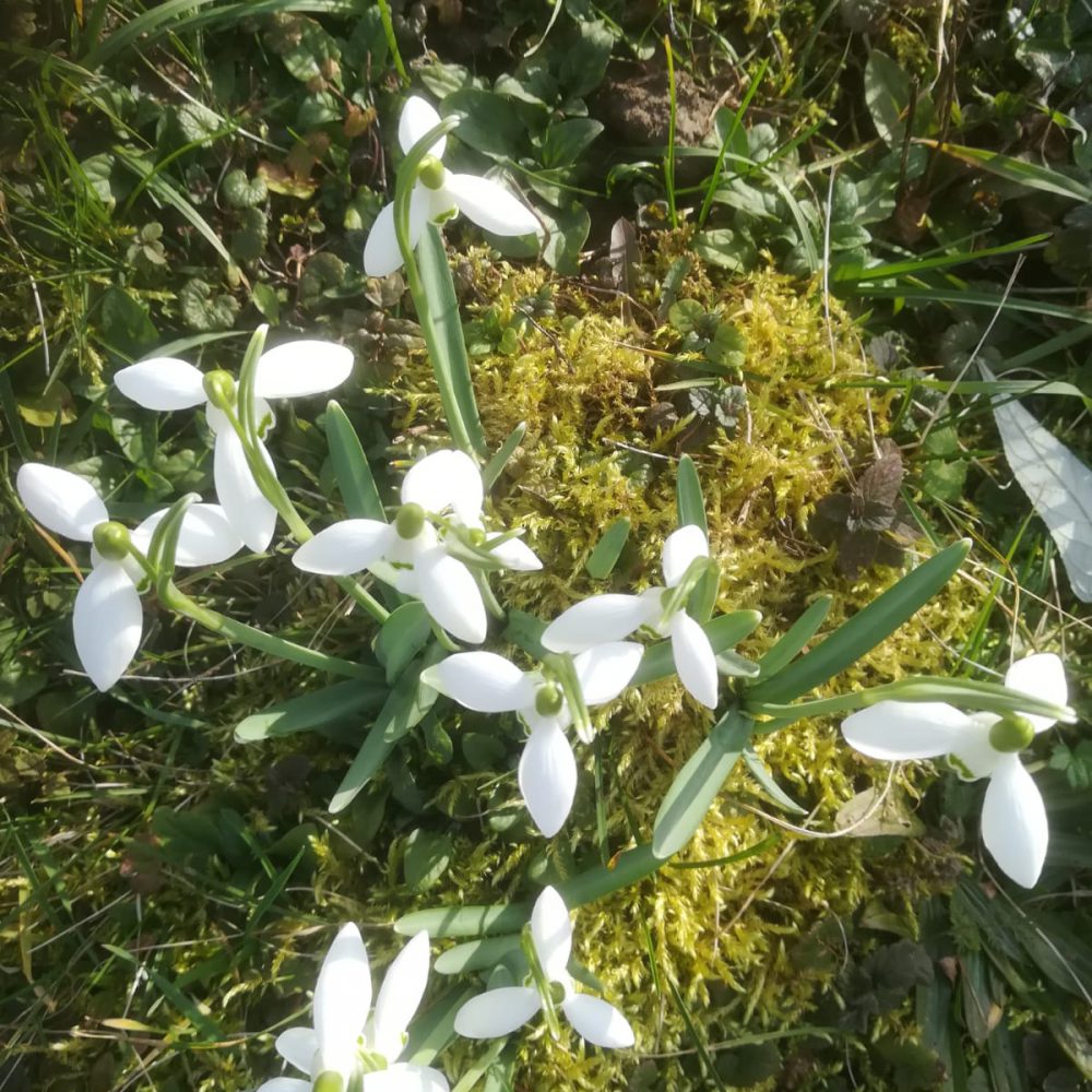 Blumen 2