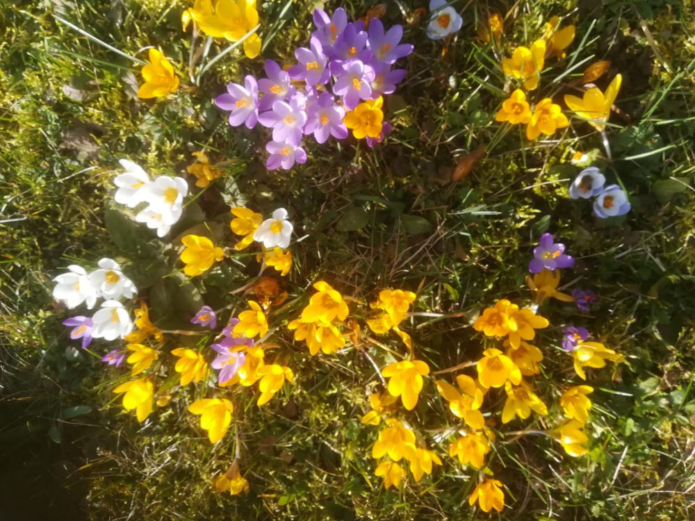 Blumen 3