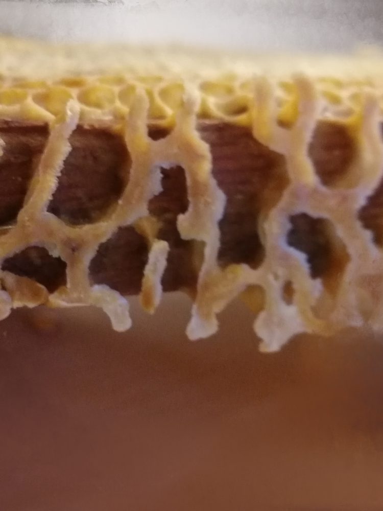 Propolis Gimp