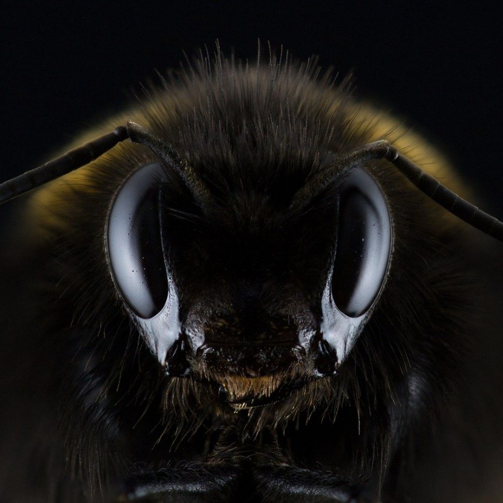 hummel-1353423_1920